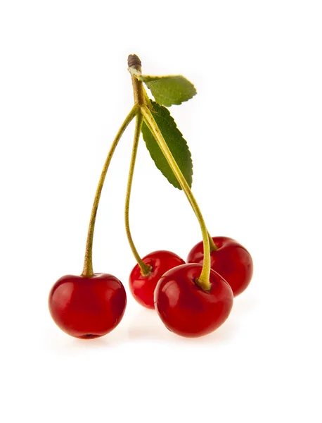 Cherry med gröna blad — Stockfoto