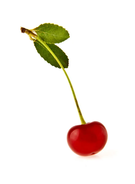 Cherry s zelenými listy — Stock fotografie