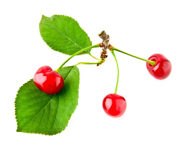 Cereza con hojas verdes —  Fotos de Stock