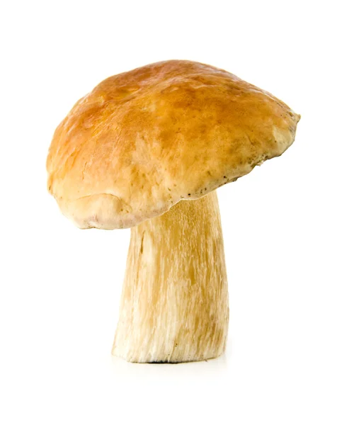 Mushroom — Stock Photo, Image