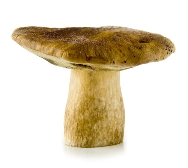 Pilz — Stockfoto