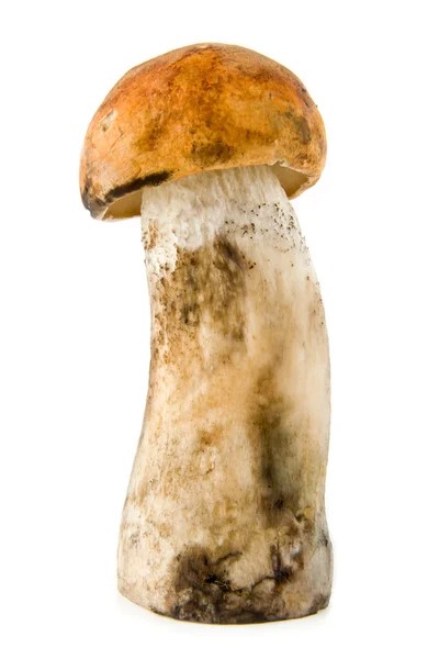 Cogumelo — Fotografia de Stock