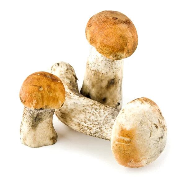 Sienet — kuvapankkivalokuva