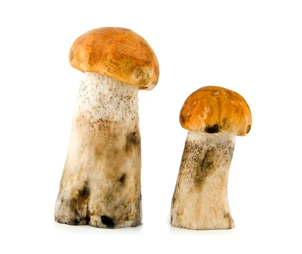 Paddenstoelen — Stockfoto