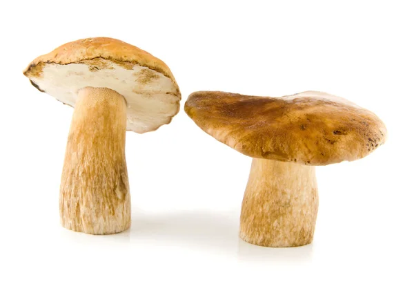 Funghi — Foto Stock