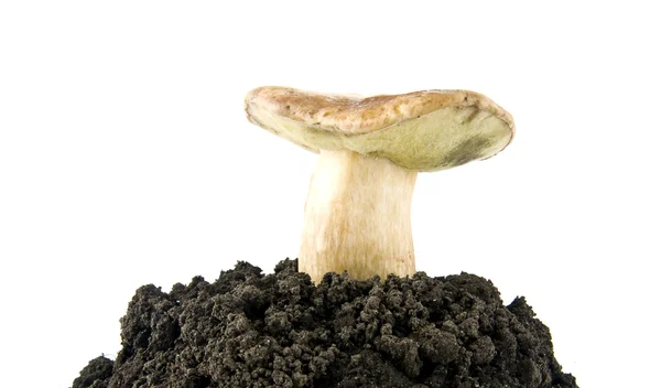 Sienet maassa — kuvapankkivalokuva