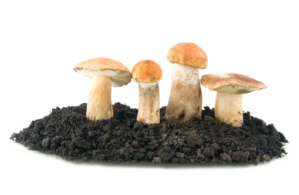 Funghi — Foto Stock