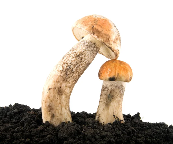 Sienet — kuvapankkivalokuva