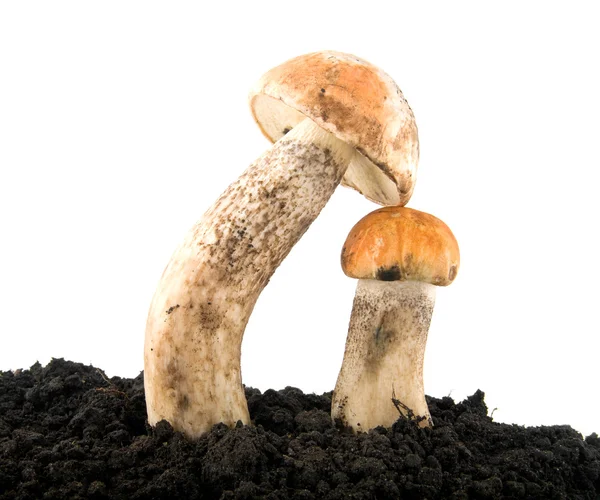 Funghi — Foto Stock