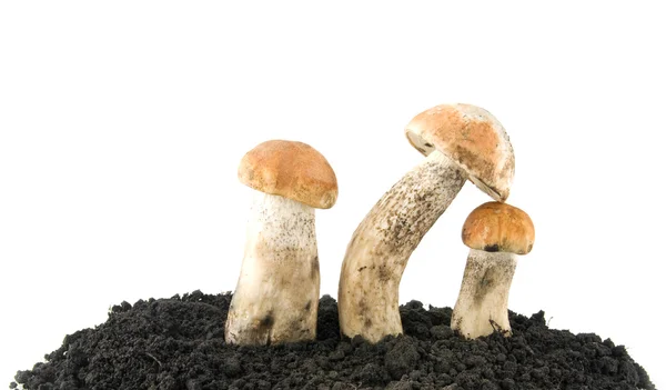 Cogumelos na terra — Fotografia de Stock