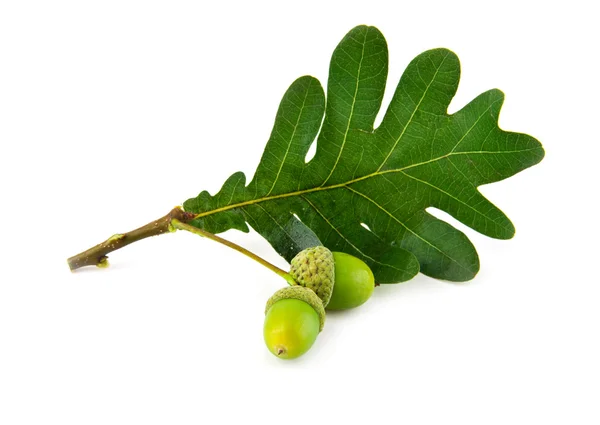 Acorns and the oak leaves — Stock Photo, Image