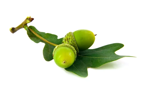 Acorns and the oak leaves — Stock Photo, Image