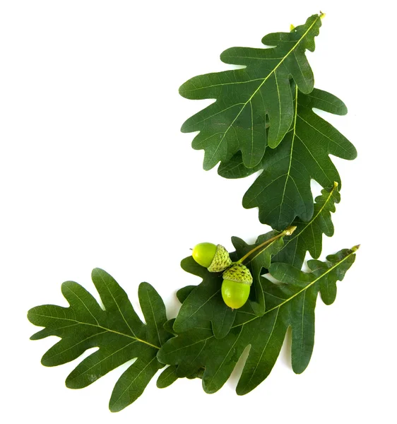 도토리와 떡갈나무 잎 — 스톡 사진