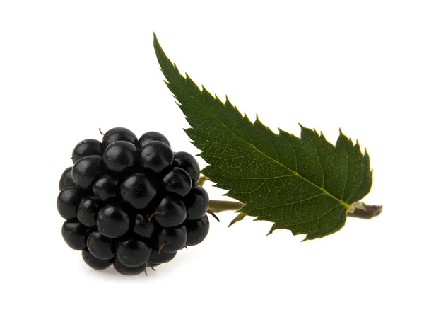 Blackberry — Stock Photo, Image
