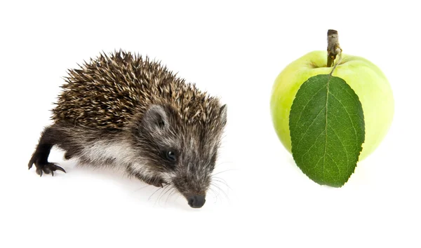 Lilla igelkott och apple — Stockfoto