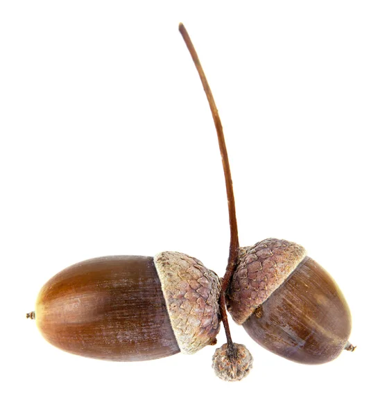 Acorns — Stock Photo, Image