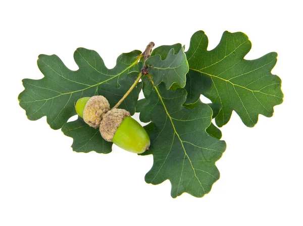 Acorns — Stock Photo, Image