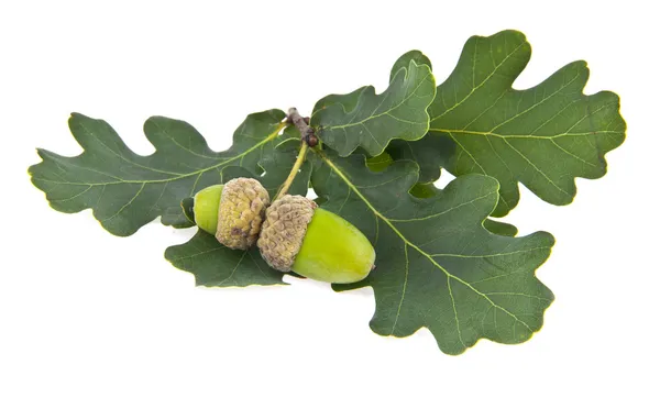 Acorns — Stock Photo, Image