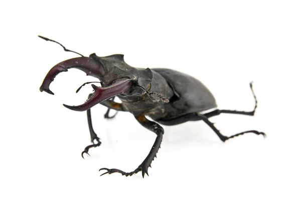 Beetle — Stock Photo, Image