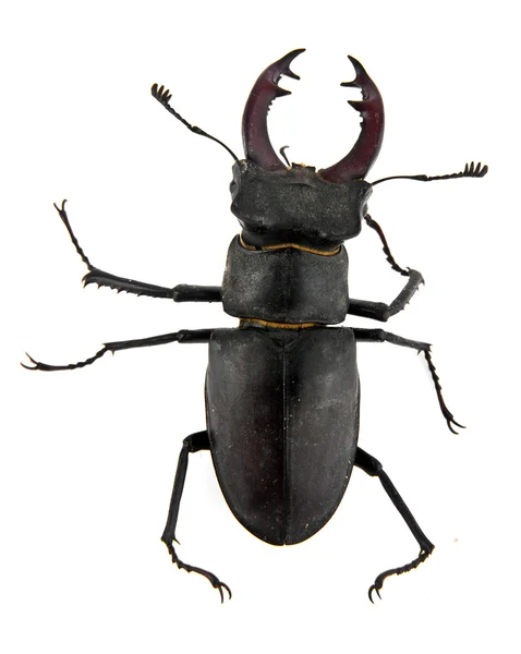 Beetle — Stock Photo, Image