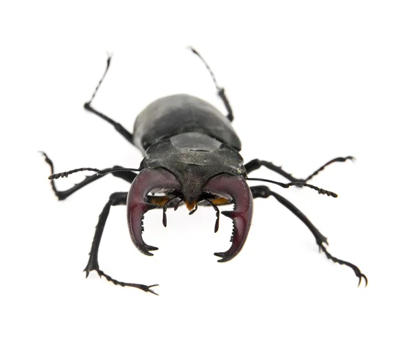 Beetle — Stock Photo, Image