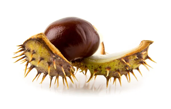 Chestnut — Stock Photo, Image