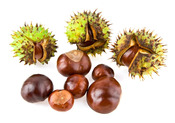 Chestnut — Stock Photo, Image