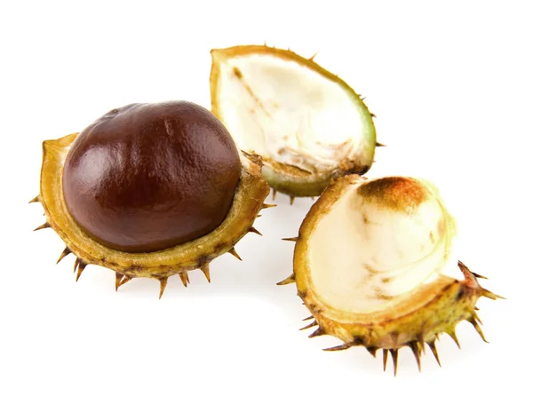 Chestnut — Stock Photo, Image