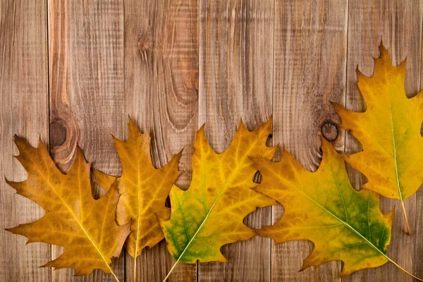 Leaves — Stock Photo, Image