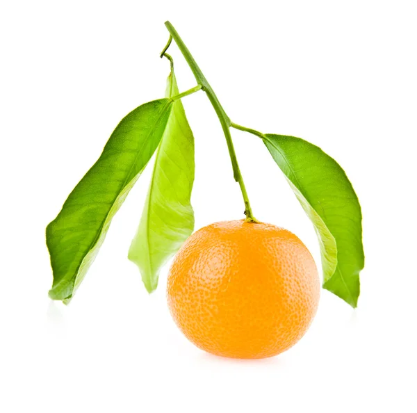 Mandarine — Stock Photo, Image