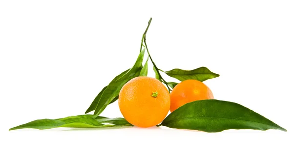 Mandarine — Stock Photo, Image