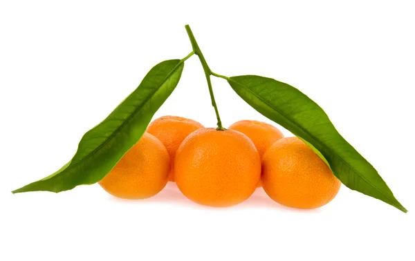 Mandarines — Stock fotografie