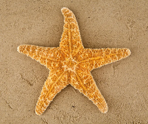 Estrella de mar — Foto de Stock