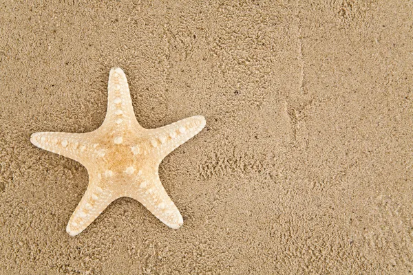 Estrella de mar — Foto de Stock