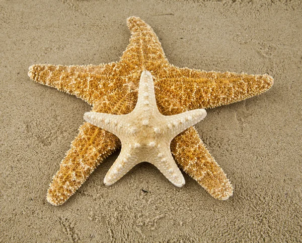 Estrella de mar — Foto de Stock