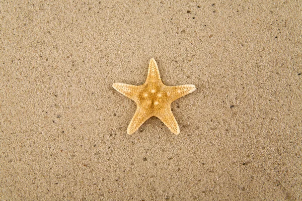 Starfishs on sand — Stock Photo, Image