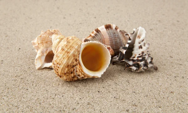 Cockleshells — Stok fotoğraf