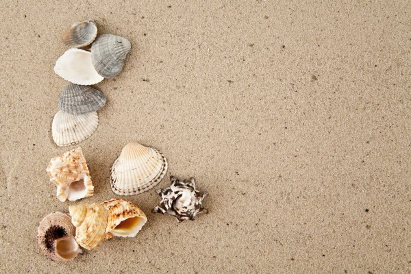 Estrella de mar y conchas — Foto de Stock