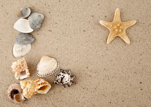 Estrella de mar y conchas — Foto de Stock