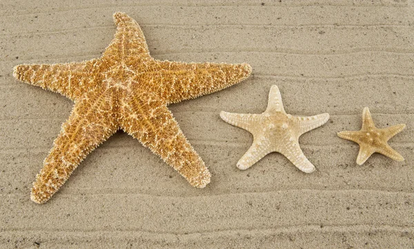 Sea the stars — Stock Photo, Image