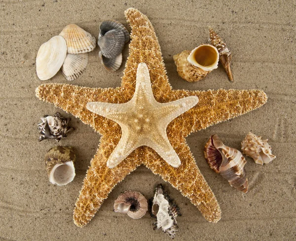 Starfish and cockleshells — Stock Photo, Image