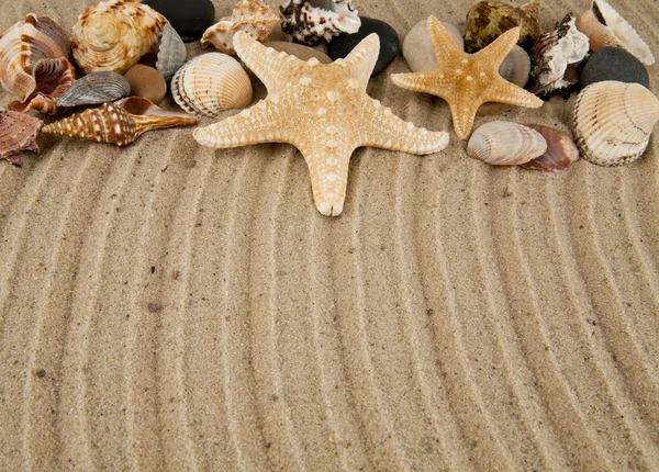 Starfish and cockleshells — Stock Photo, Image