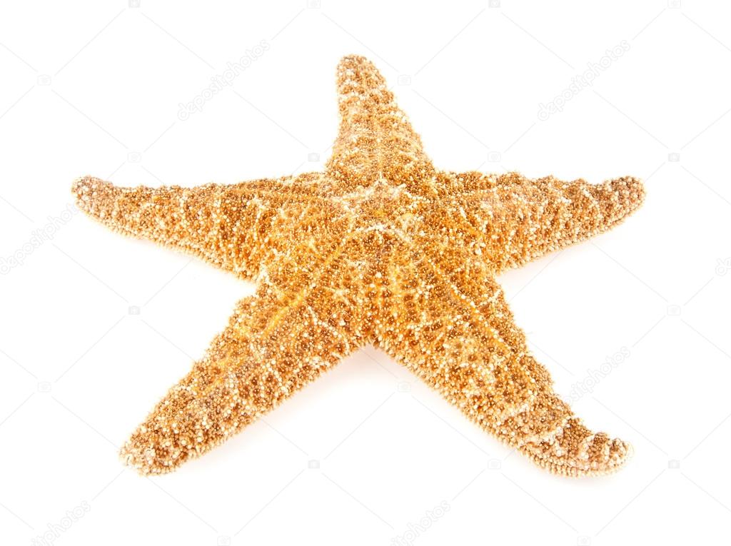 starfish