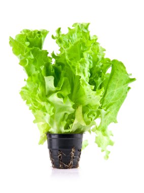 salata