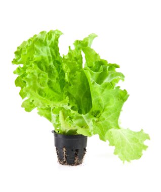 salata