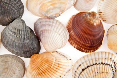 cockleshells