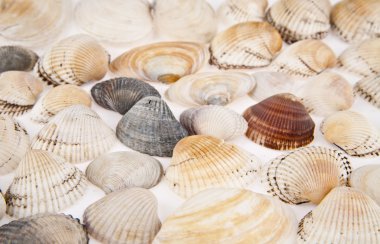 cockleshells