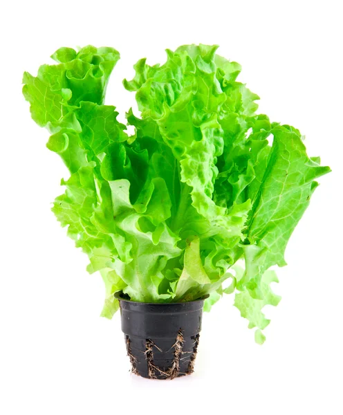 Salad — Stock Photo, Image