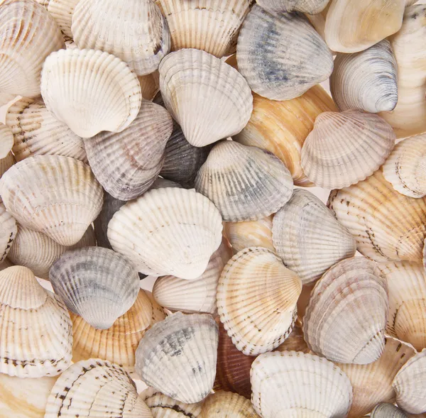 Cockleshells — Stok fotoğraf