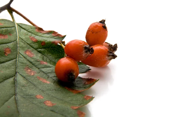 Wild ash — Stock Photo, Image